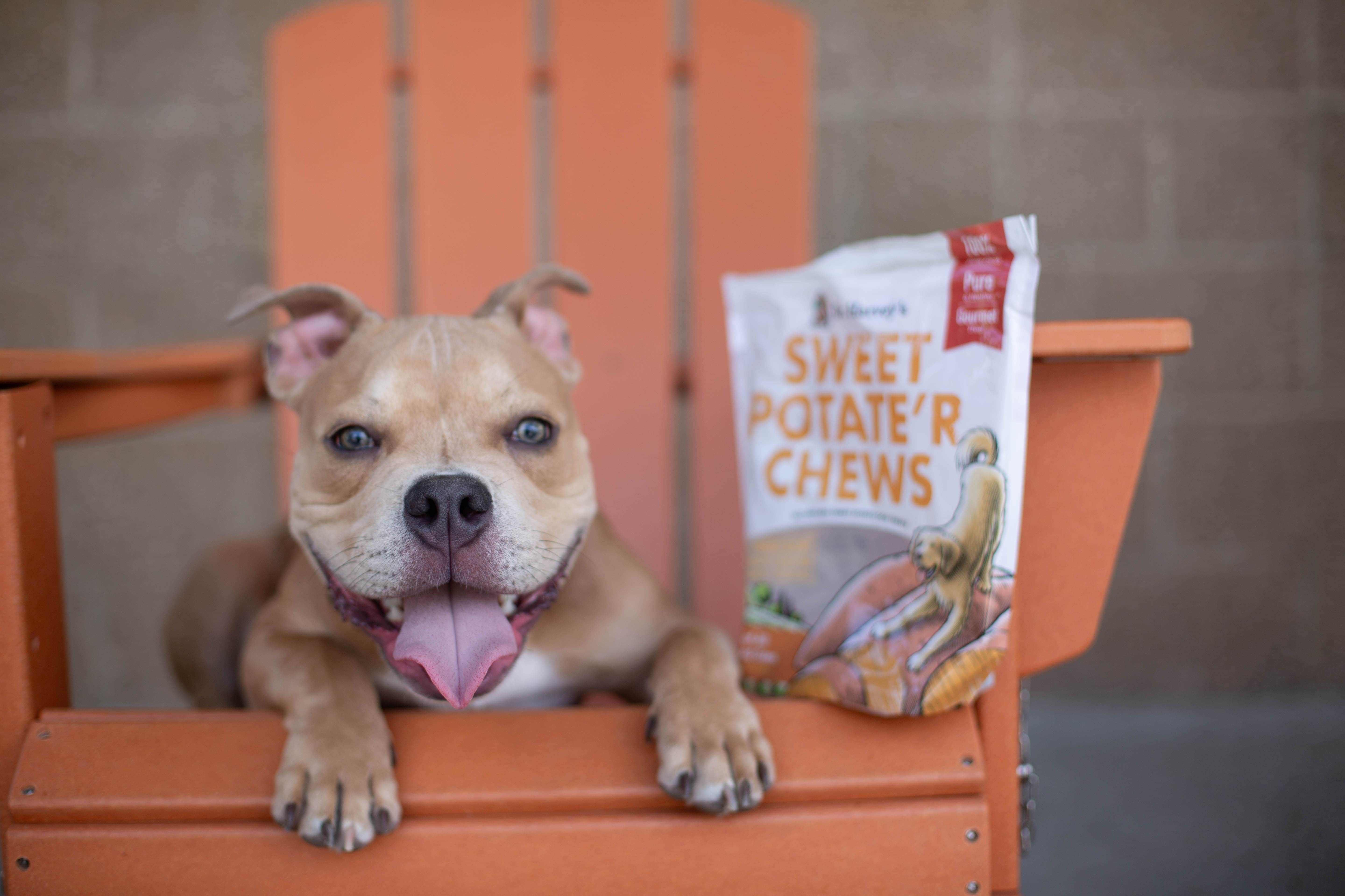 My Unforgettable Journey with Dr. Harvey's: Brightening Lives at the Denver Animal Shelter