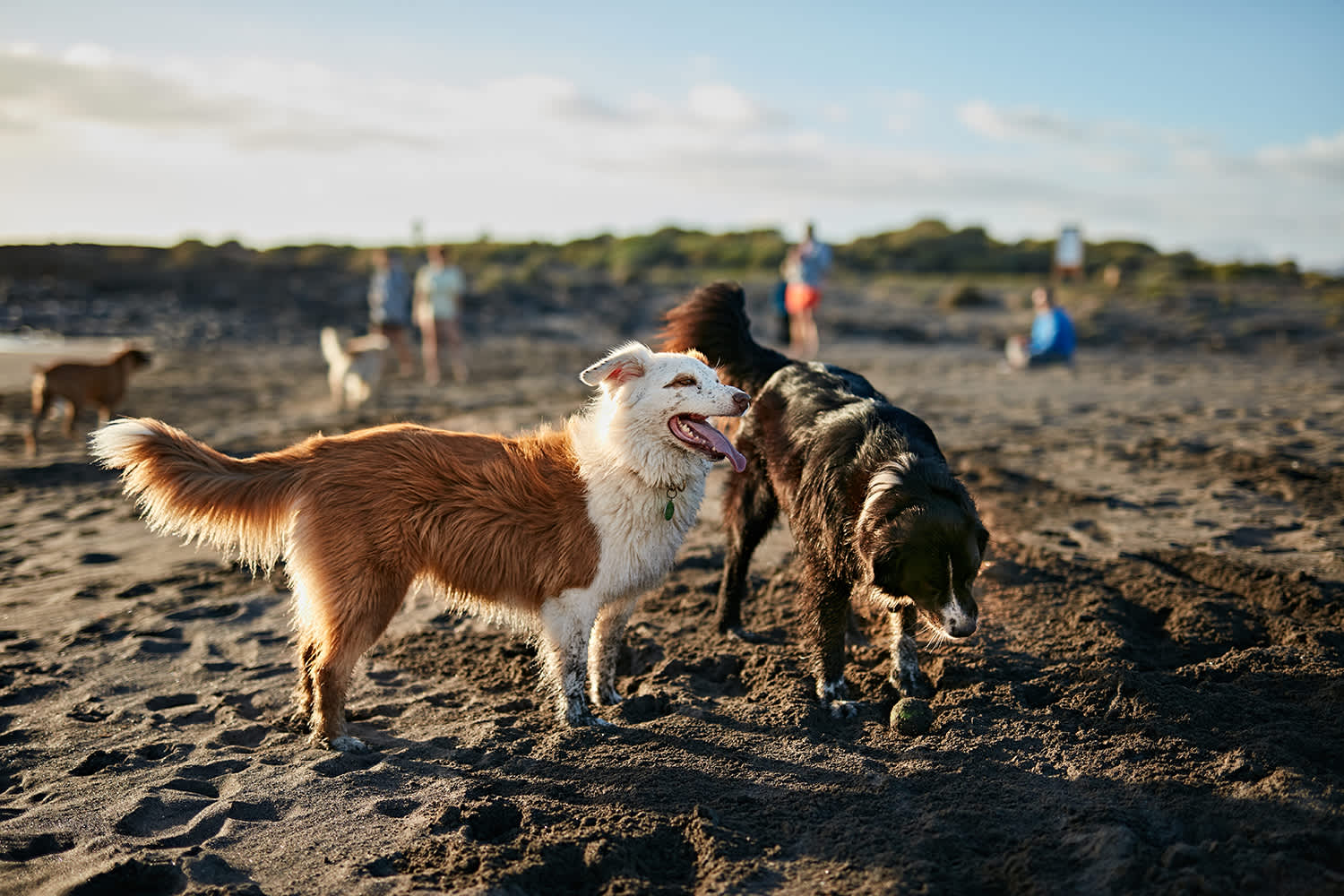 Bark Your Way Through National Dog Month: A Tail-Wagging Celebration!