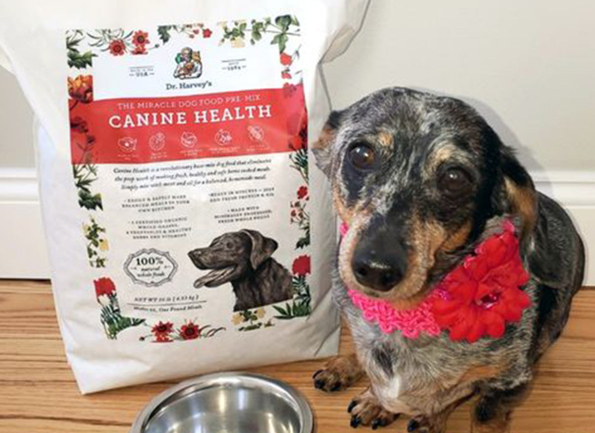 Senior Spotlight: Say how do-you-do to sweet Bella Lou