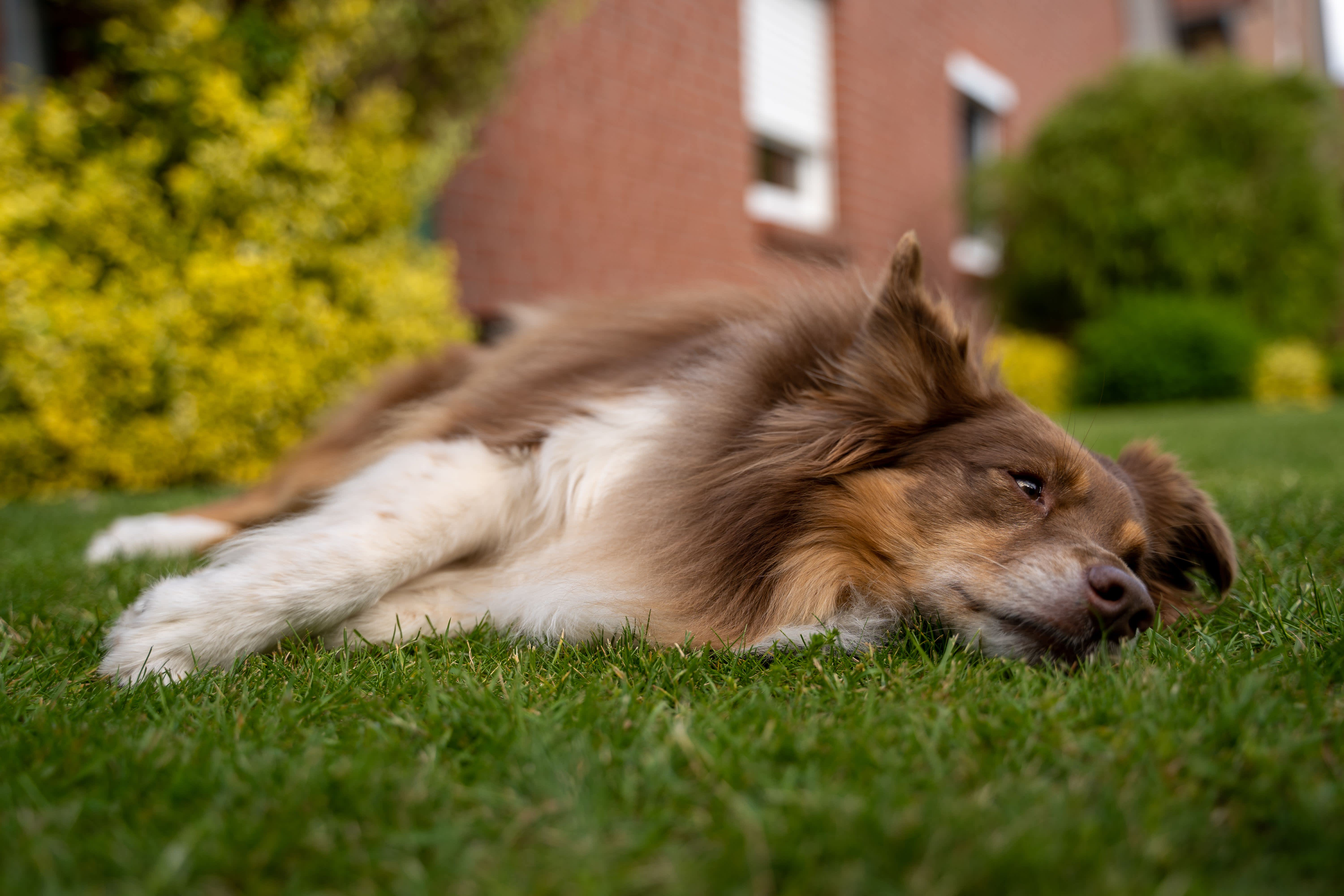 Dog Food for a Sensitive Stomach: How Diet May Be the Solution to Your Dog’s Tummy Trouble