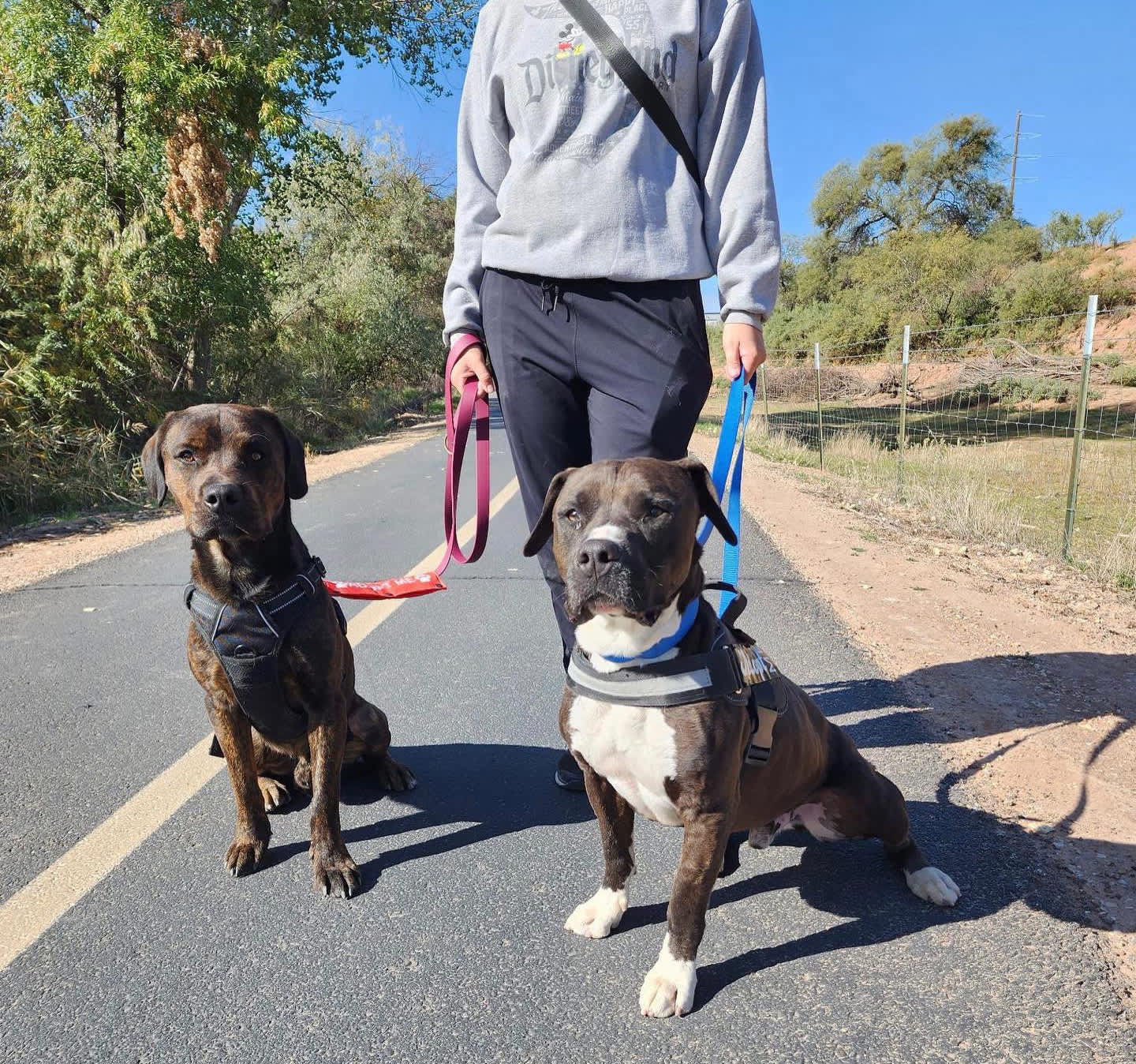 Take a Walk on the Wild Side – Leash Walks with your Four Legged Pal