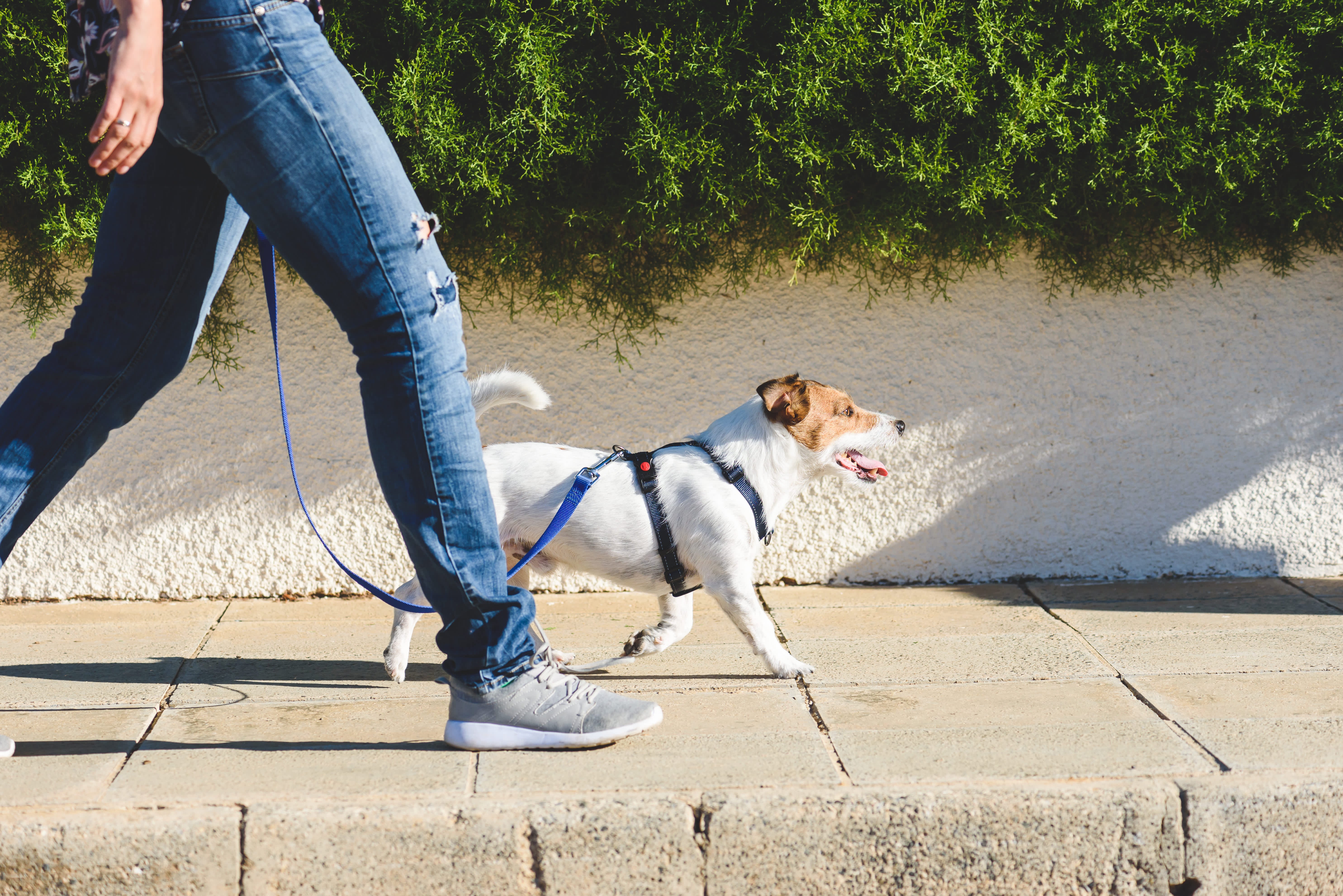 5 Ways to Make Your Dog's Walk More Productive