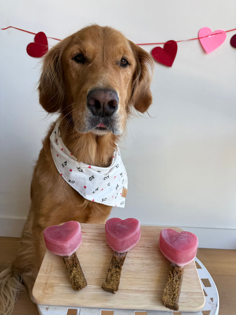 Valentine's Lolli-Paws Treat Recipe