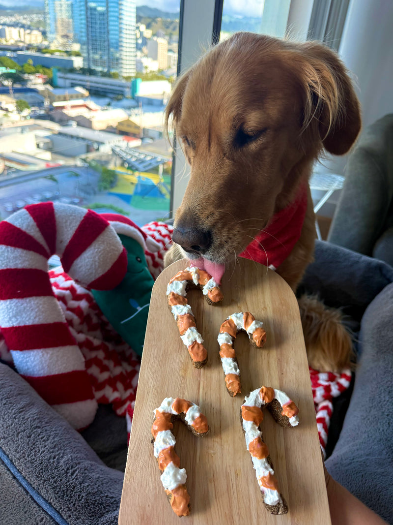 Canine Candy Canes
