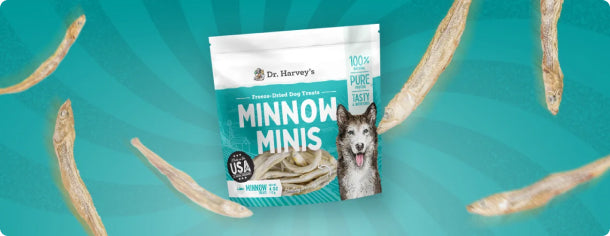 Introducing Minnow Minis!