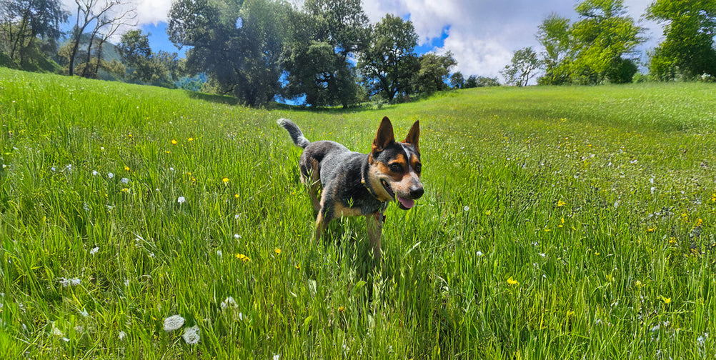 Unleashing Canine CounterStories Part 8: The Nose Knows. What's in a Sniff?