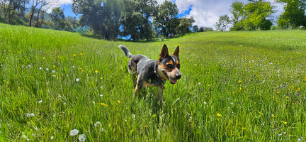 Unleashing Canine CounterStories Part 8: The Nose Knows. What's in a Sniff?