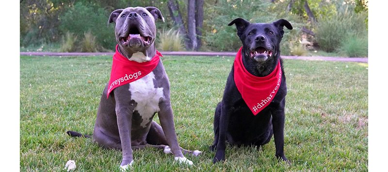 Your Dog is Trying to Tell You Something - Becoming More Fluent in Canine Body Language