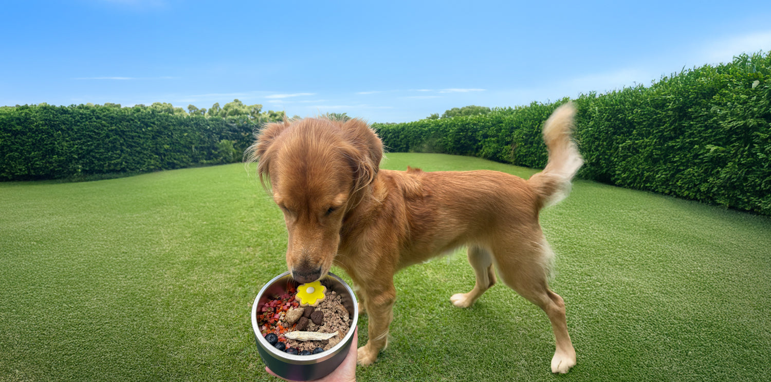 Safe Summer Foods for Dogs: Ingredients That Support Skin & Coat Health