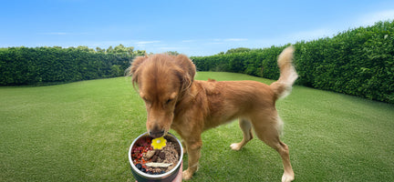 Safe Summer Foods for Dogs: Ingredients That Support Skin & Coat Health