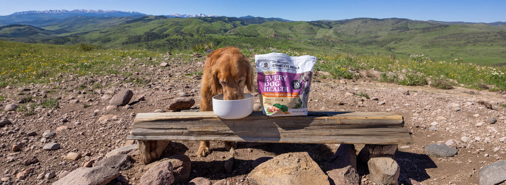 Why Moisture in Dog Food Matters: Supporting Hydration One Bowl at a Time