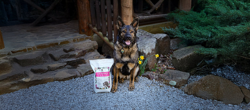 What to Expect When Switching to a Fresh Diet: A Guide for Pet Parents