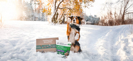 5 Realistic Wellness Goals for Your Dog This Year