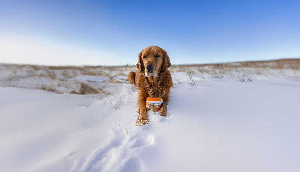 Cold Weather and Joint Health: How to Keep Your Senior Dog Moving Comfortably