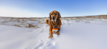 Cold Weather and Joint Health: How to Keep Your Senior Dog Moving Comfortably