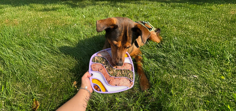 Easy Wellness Habits for Dogs That Make a Big Difference