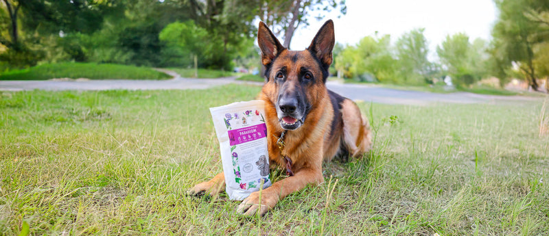 Understanding the Importance of a Healthy Weight for Dogs