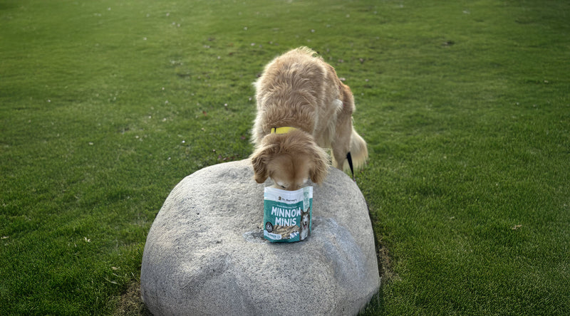 Unleashing Canine CounterStories Part 7: Old Dog, New Tricks? Absolutely!