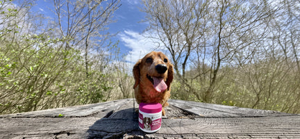 Navigating Your Dog's Nutritional Kidney Pathway