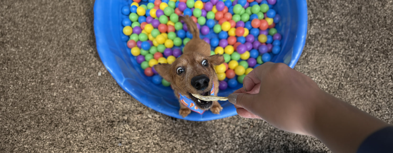 Unleashing Canine CounterStories Part 11: Playtime!