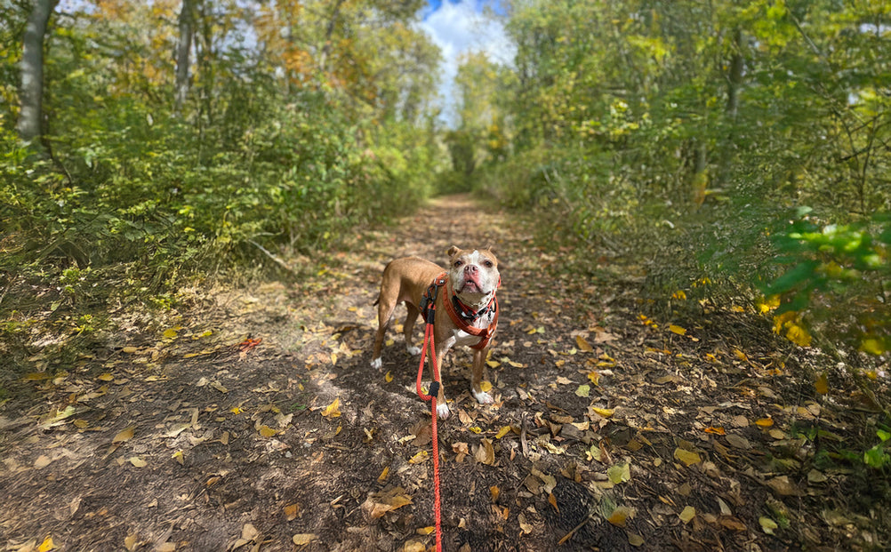 Fall Wellness Routine: Preparing Your Dog for a New Season