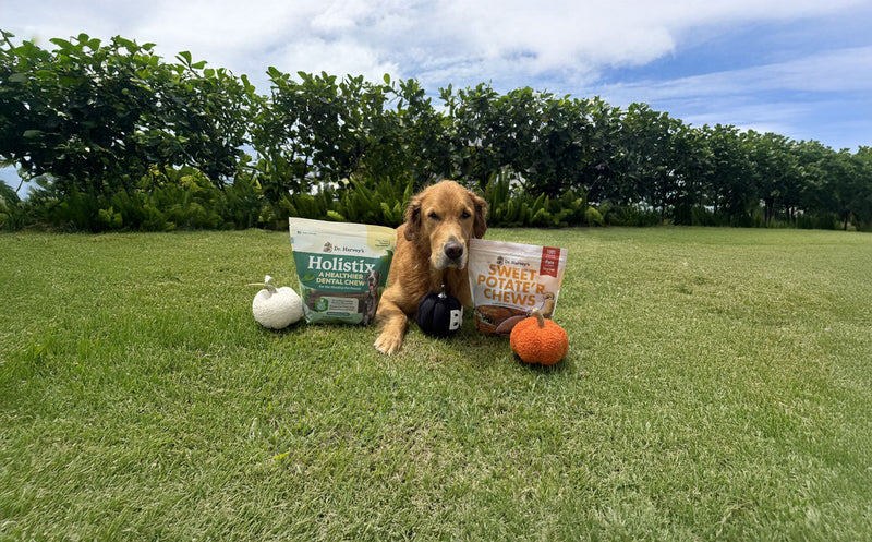 Unleashing Canine CounterStories Part 13: Perfect Pup Pressure