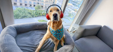 Unleashing Canine Counterstories Part 2: Music Makes the World Go Round
