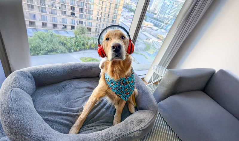Unleashing Canine CounterStories Part 2: Music Makes the World Go Round