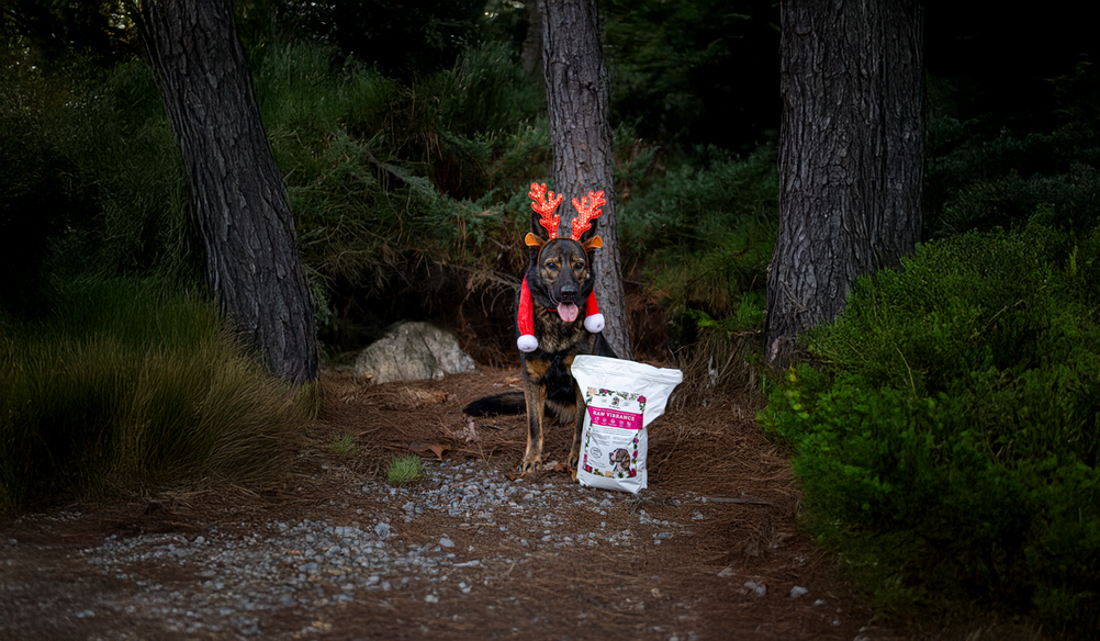 Unleashing Canine Counterstories Part 3: It's beginning to look a lot like.....(stressful) HOLIDAYS