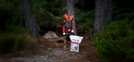 Unleashing Canine Counterstories Part 3: It's beginning to look a lot like.....(stressful) HOLIDAYS