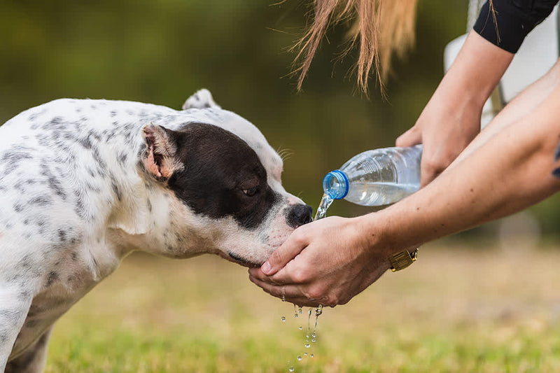 Paws and Hydrate: A Love Story On the Benefits of Water for Pups and the People Who Love Them