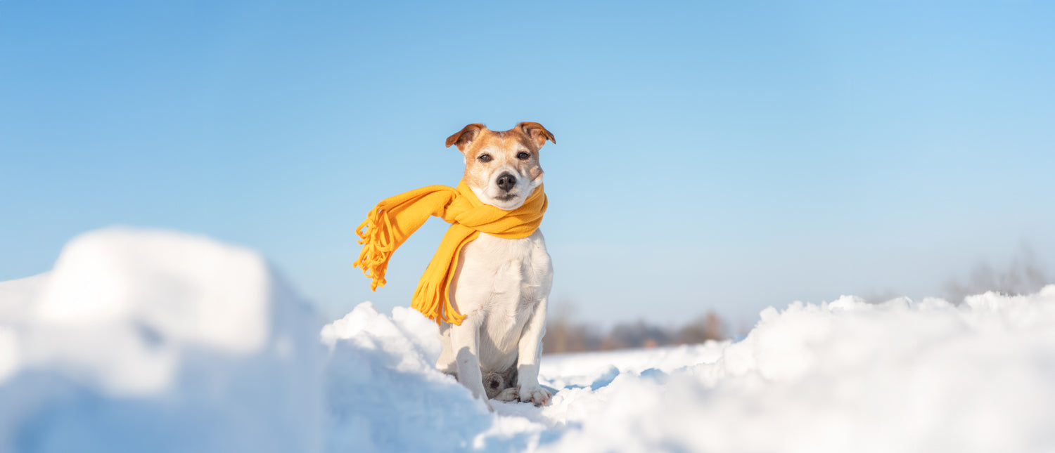 Unleashing Canine CounterStories Part 4: Pet peeves? What you find irritating is actually... quite natural