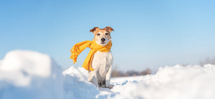 Unleashing Canine CounterStories Part 4: Pet peeves? What you find irritating is actually... quite natural