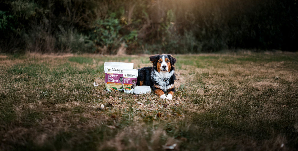Introducing Every Dog Health: Our Newest and Most Economical Complete Meal