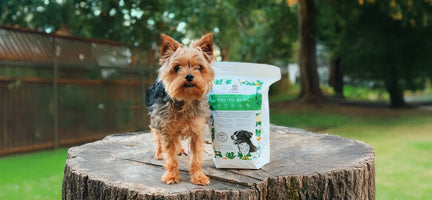 Hop Into Health: How Carrots in Veg-to-Bowl Support Your Dog’s Well-Being