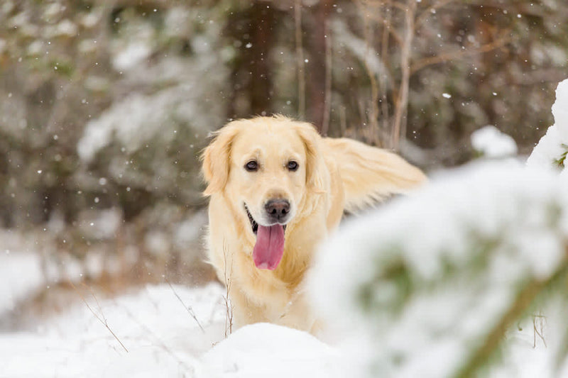 Winter Skin Care for Dogs: The Role of Nutrition