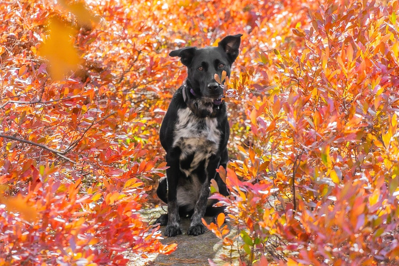 Keeping Your Dog Active in Autumn
