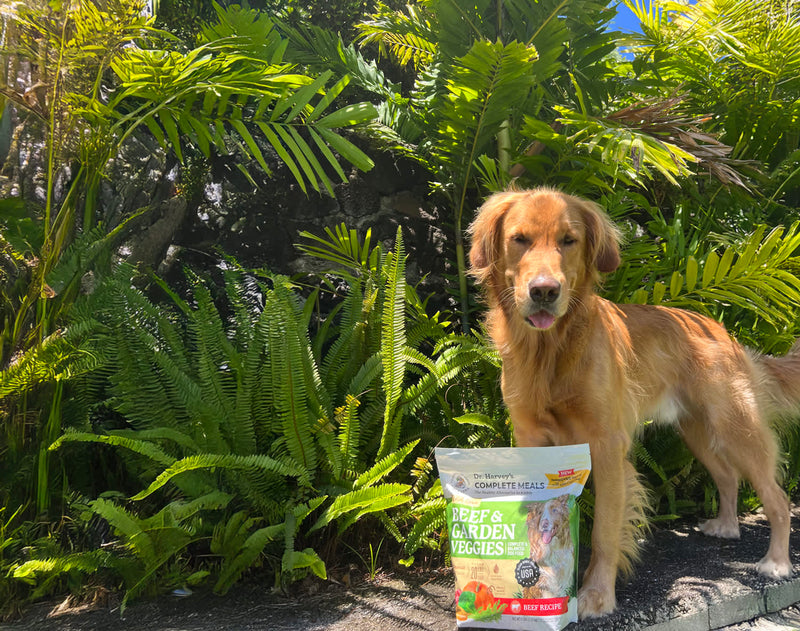 4 Fun and Unique Ways to Serve Dr. Harvey’s Whole-Grain Garden Veggies to Your Dog