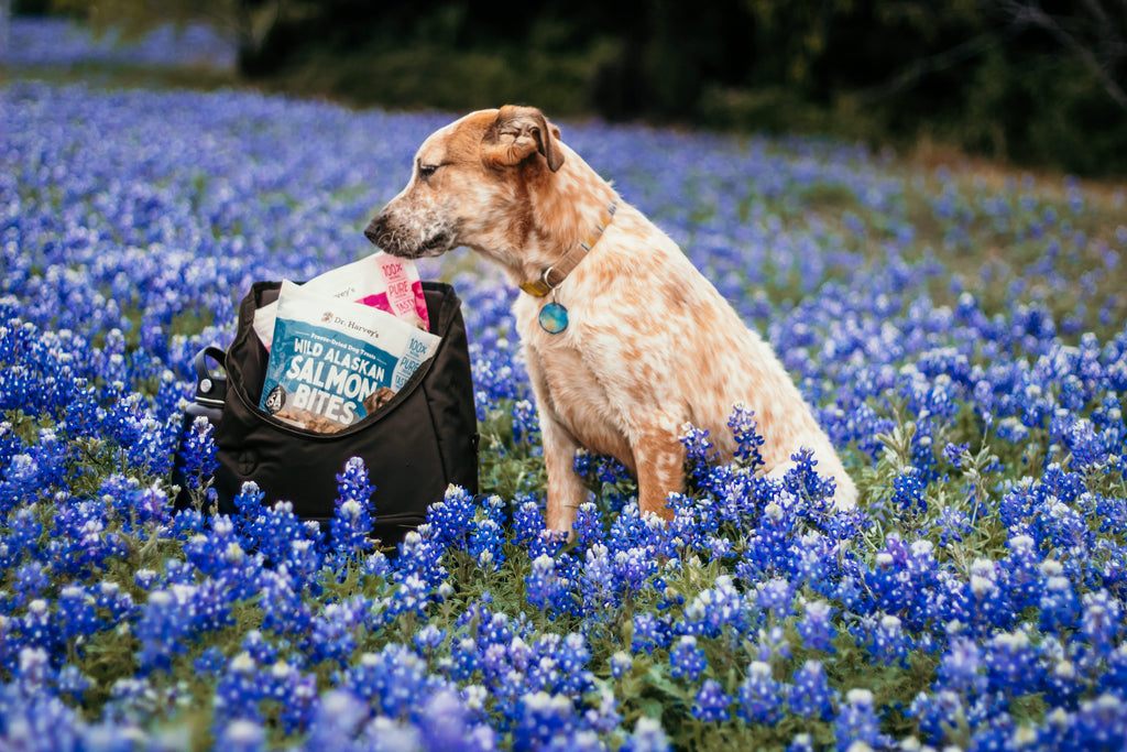 Spring Cleaning Your Dog's Diet: 8 Essential Steps – Dr. Harvey's