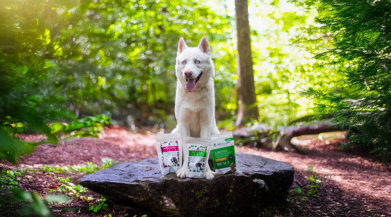 Your Dog’s First Dr. Harvey’s Experience: What to Expect and How to Transition