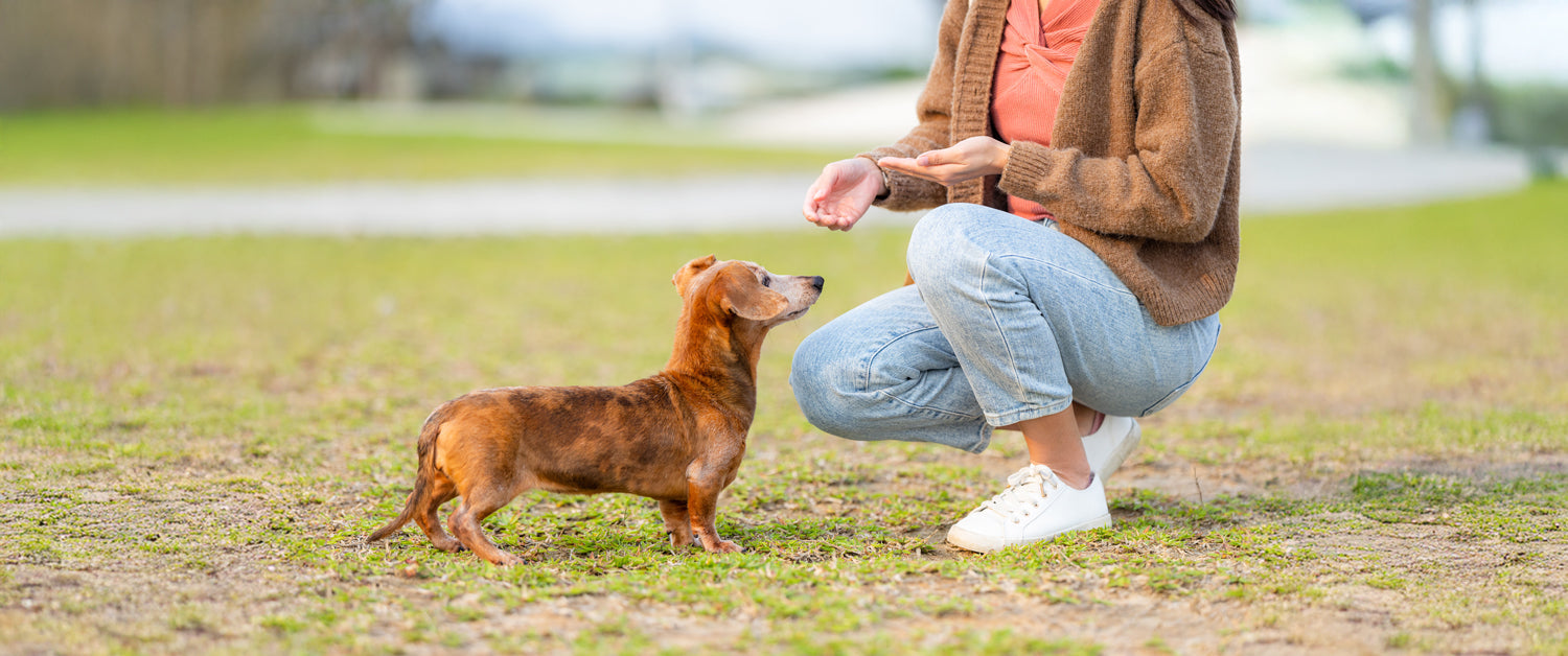 Unleashing Canine CounterStories Part 9: Pawsitive Touch & Intention