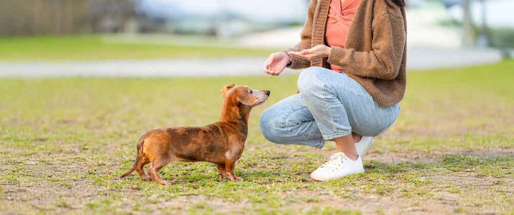 Unleashing Canine CounterStories Part 9: Pawsitive Touch & Intention