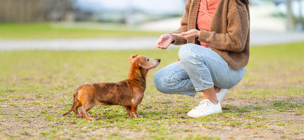 Unleashing Canine CounterStories Part 9: Pawsitive Touch & Intention