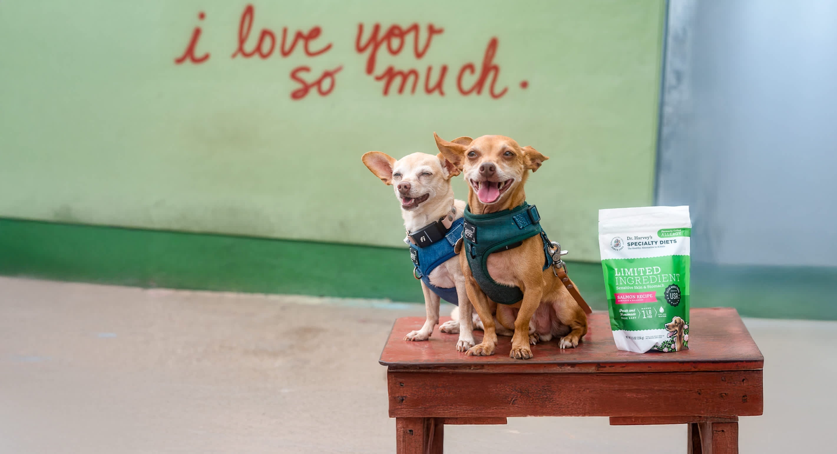 Unleashing Canine CounterStories Part 1: Exploring Humane Education with Dr. Lori