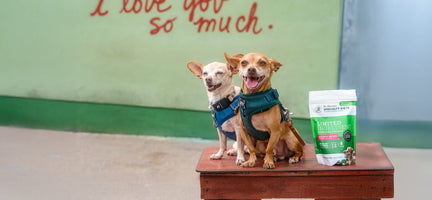 Unleashing Canine Counterstories Part 1: Exploring Humane Education with Dr. Lori