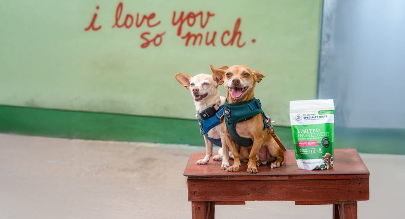 Unleashing Canine CounterStories Part 1: Exploring Humane Education with Dr. Lori