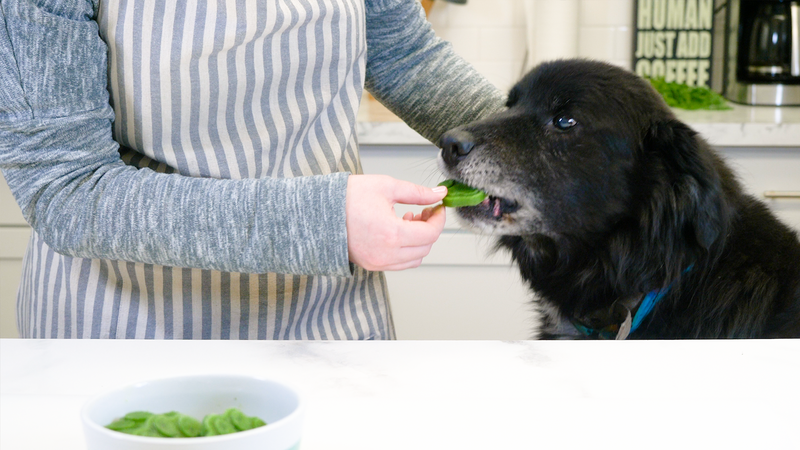 St. Patrick's Day Dog Treats: Easy and Healthy Recipe