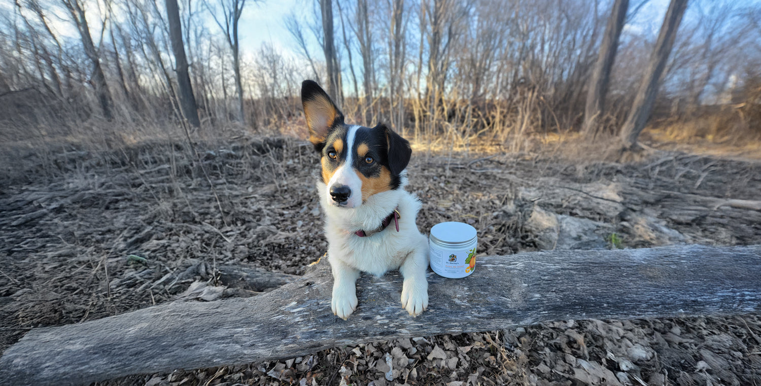 How to Support Your Dog’s Digestive Health with Dr. Harvey’s