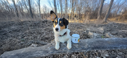 How to Support Your Dog’s Digestive Health with Dr. Harvey’s