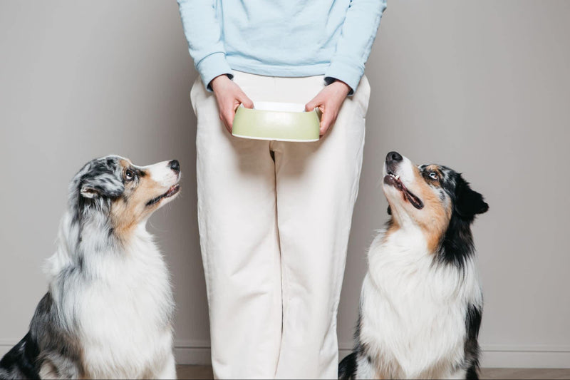 Is Yogurt Good for Dogs? 9 Dog Dairy Facts You Need to Know